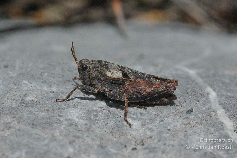 Tetrix bipunctata ♂ - CH, VS, Derborence, 17.07.2007