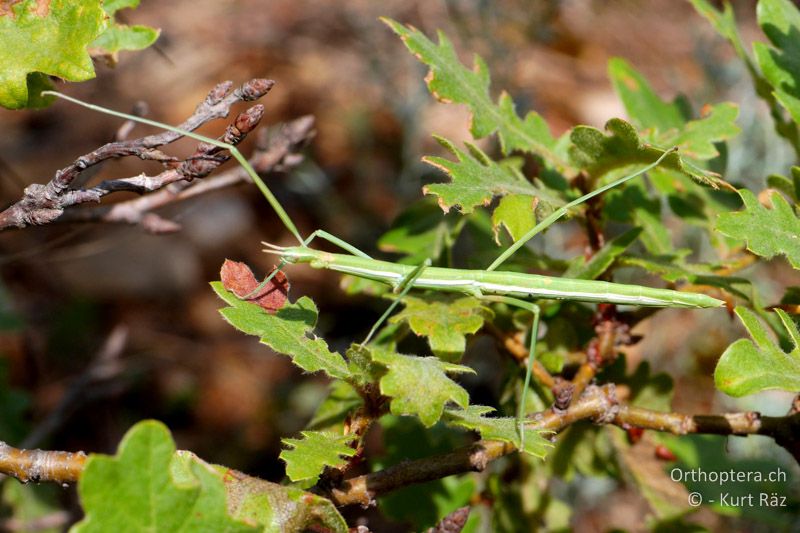 Gallische Stabheuschrecke (Clonopsis gallica) - FR, bei Manosque, 05.07.2014