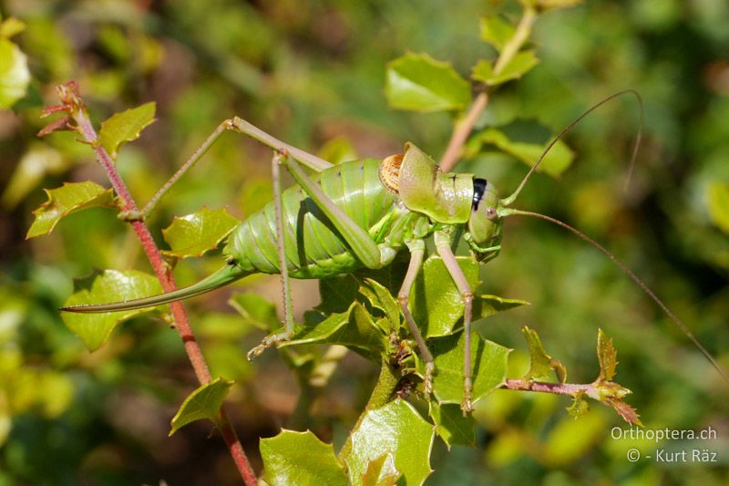 Westliche Sattelschrecke (Ephippiger diurnus) ♀ - FR, Plateau d' Aumelas, 11.07.2014