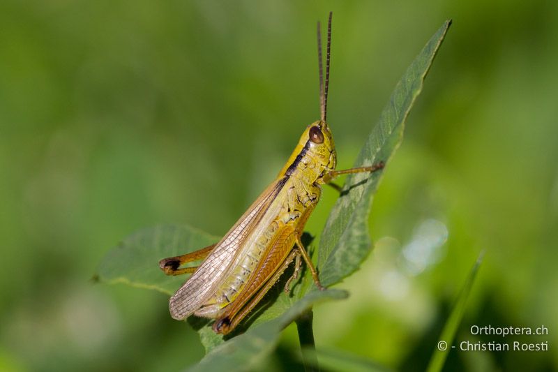 Mecostethus parapleurus ♂ - CH, BL, Liestal, 21.08.2013