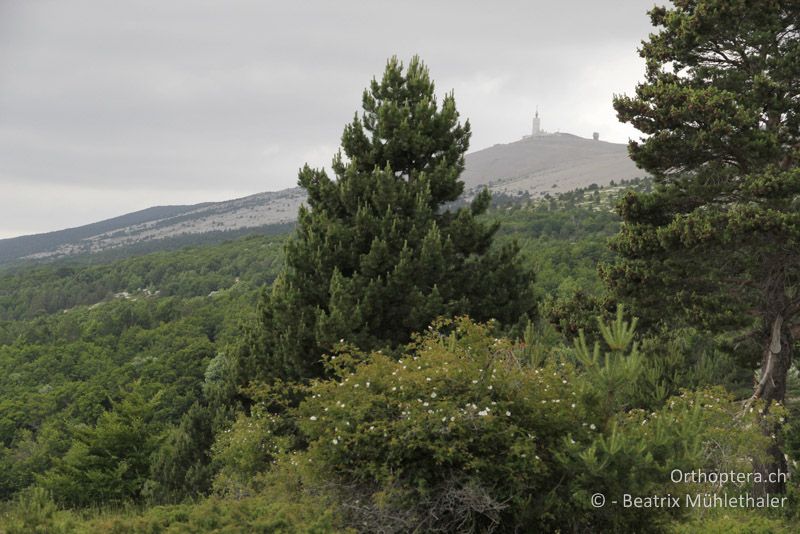 Am Mont Ventoux braut sich ein Gewitter zusammen - FR, Mont Ventoux, 04.07.2014