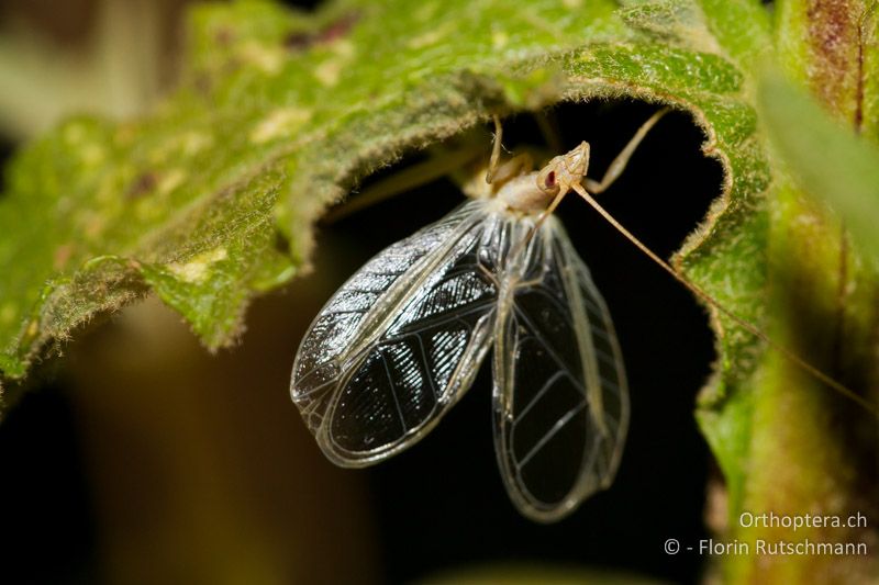 Oecanthus pellucens ♂ beim Singen - GR, Epirus, Paramithia, 10.07.2011