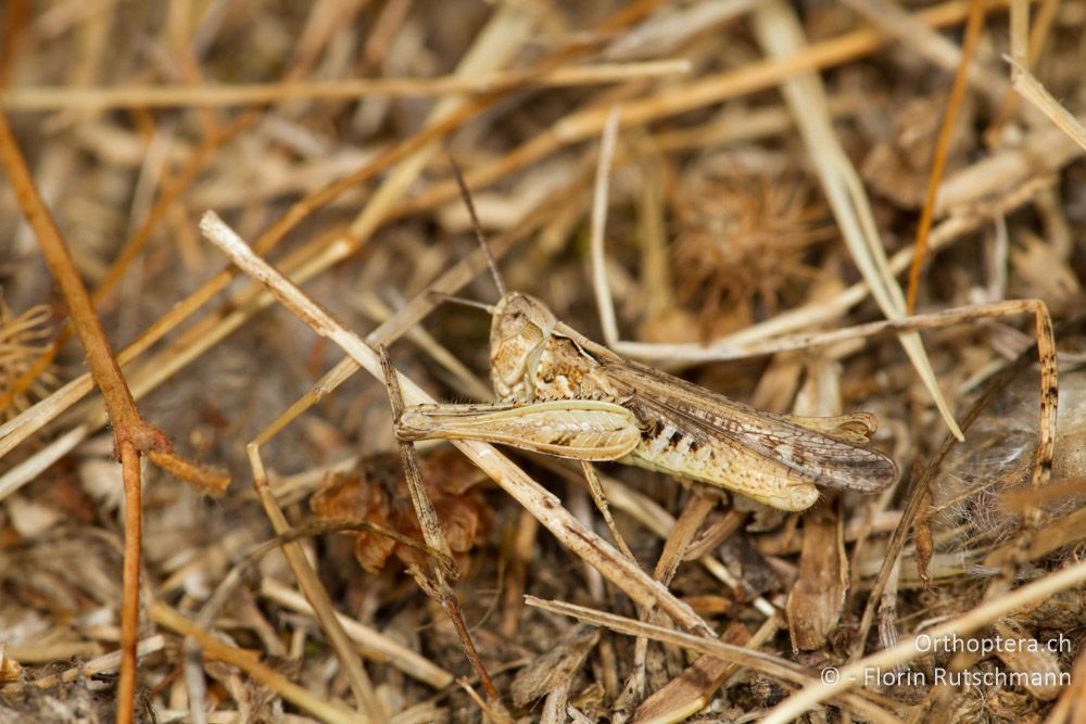 Wenn das Ohr juckt! Omocestus minutus - Elassona, 17.07.2012