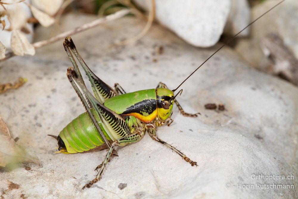 Eupholidoptera schmidti - HR, Istrien, Herboki, 16.06.2014