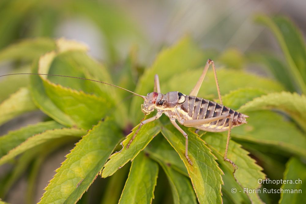 Ephippiger discoidalis - HR, Cres, Beli, 29.07.2014