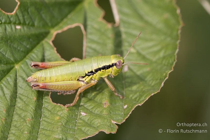 Micropodisma salamandra ♀ - HR, Istrien, Ucka Nationalpark, 24.07.2015