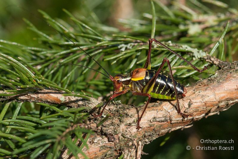 Barbitistes constrictus ♂ - DE, Bayern, Haselbrunn, 05.08.2008