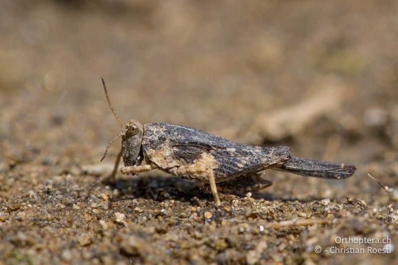 Tetrix bolivari ♂ - BG, Kardzhali, Krumovgrad, 23.04.2012