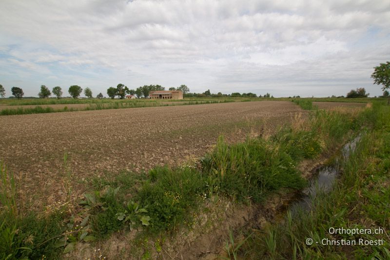 Lebensraum von Melanogryllus desertus und Modicogryllus bordigalensis - IT, Friaul-Julisch Venetien, Pertegada, 28.05.2014