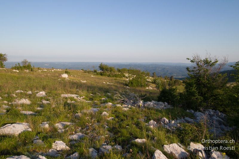 Bruthabitat vom Ortolan. Hier sangen Männchen neben Männchen in guten Dichten - HR, Istrien, Učka, 02.06.2014