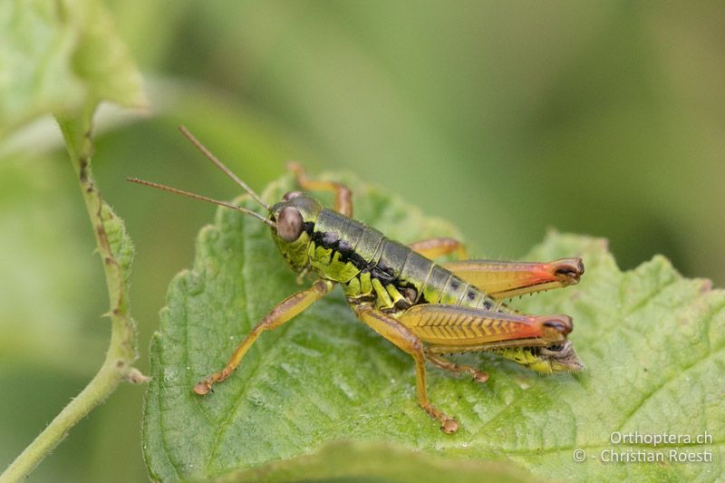 Micropodisma salamandra ♂ - HR, Istrien, Ucka Nationalpark, 24.07.2015