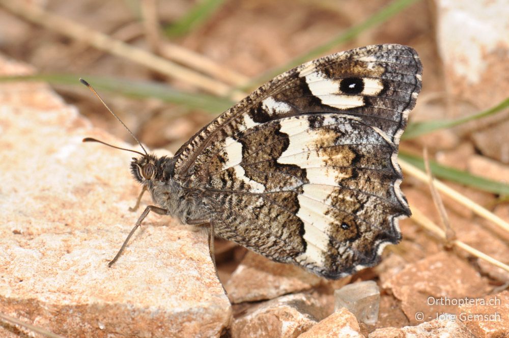 Brintesia circe - HR, Istrien, Svetvinčenat, 19.06.2016