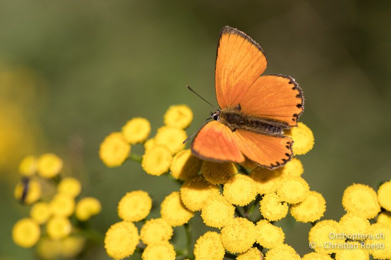 Dukatenfalter (Lycaena virgaurea) - BG, Blagoevgrad, Waldlichtung vor Raslog bei Bansko, 14.07.2018