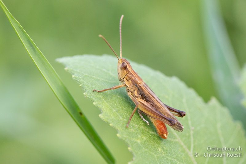 Chorthippus oschei ♂ - RU, Dobrudscha, Donaudelta, Mila 23, 13.07.2021