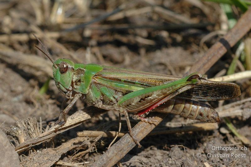 Aiolopus thalassinus ♀ - CH, TI, Pedrinate, 10.09.2006