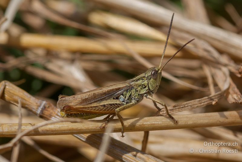 Chorthippus apricarius ♂ - DE, Bayern, Bayreuth, 05.08.2008