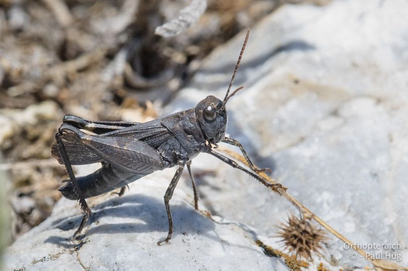 Celes variabilis - GR, Westmakedonien, Xino Nero, 10.07.2017