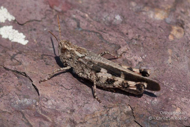 Aiolopus strepens ♂ - FR, Alpes-Maritimes, Belvédère, 27.09.2009