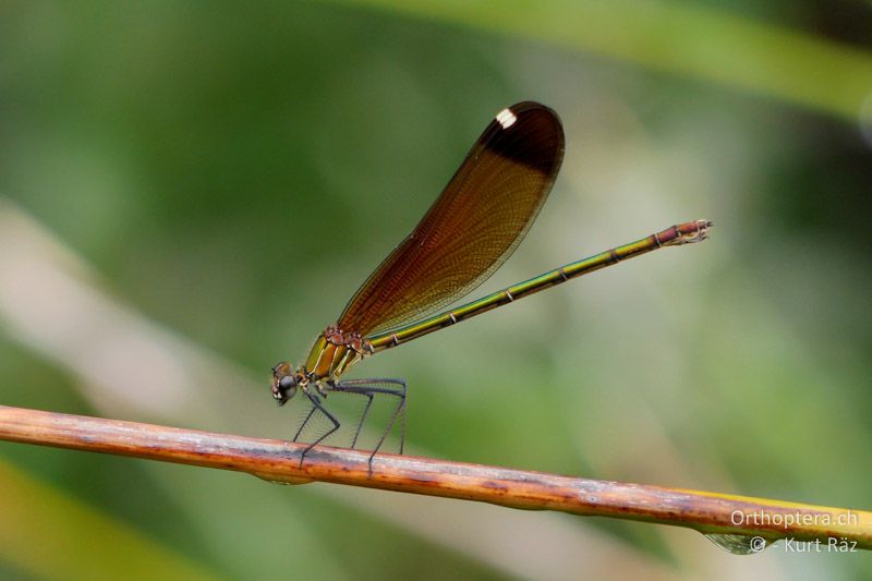 Bronzene Prachtlibelle (Calopteryx haemorrhoidalis) ♀ - FR, Canal de Vergière, 07.07.2014