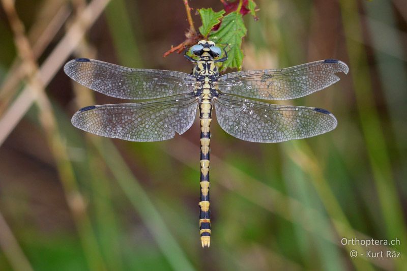 Grosse Zangenlibelle (Onychogomphus uncatus) ♀ - FR, Canal de Vergière, 07.07.2014