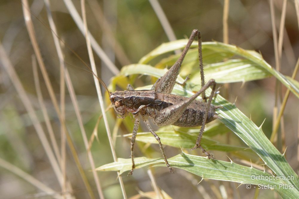 Rhacocleis germanica ♂ - HR, Istrien, Bokordići, 19.07.2015