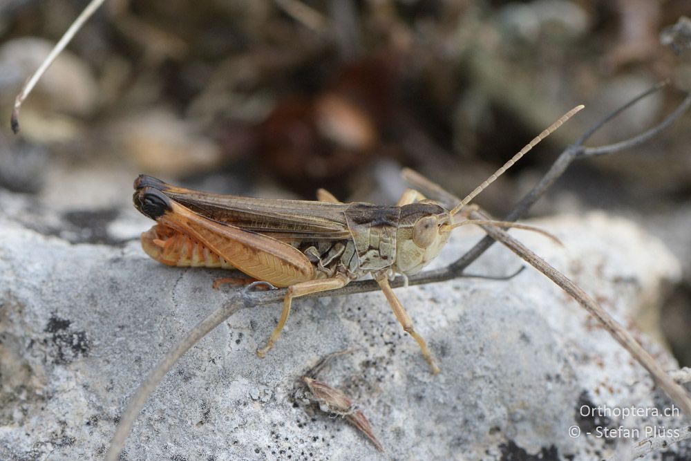 Stenobothrus graecus ♂ - BG, Chaskowo, Matochina, 09.07.2018