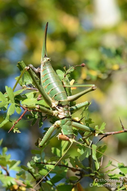 Saga natoliae ♀ - GR, Zentralmakedonien, Efkarpia, 05.07.2017