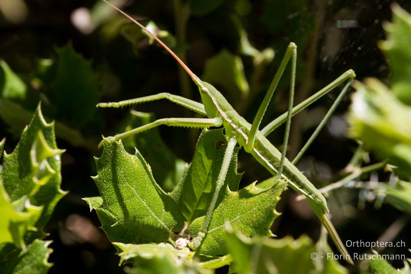 Larve von Saga pedo ♀ - FR, Hérault, Plateau d'Aumelas, 15.06.2012