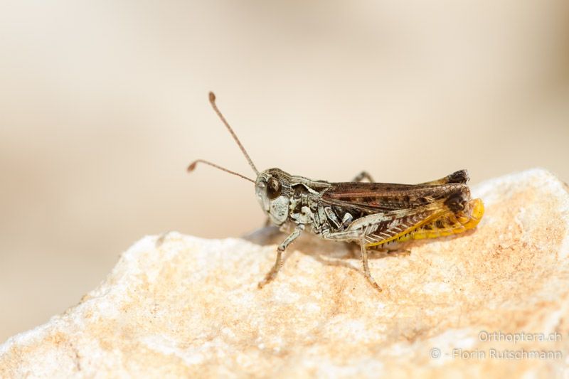 Myrmeleotettix maculatus ♂ - GR, Epirus, Mt. Tomaros, 30.07.2013