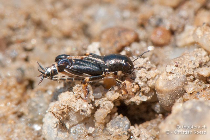 Xya pfaendleri ♀ - AT, Burgenland, Apetlon, Rosaliakapelle, 30.06.2010