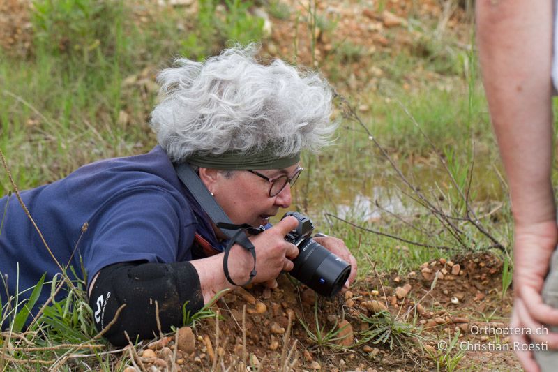 Katrin nutzt eine Fahrspur zum Fotografieren der Wanderheuschrecke geschickt aus...