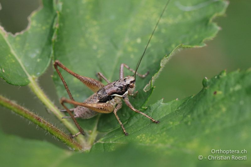 Pachytrachis gracilis ♂ - BUL, Sofyia, Klisura, 11.07.2019