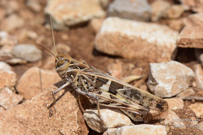 Kreuzschrecke (Oedaleus decorus) ♂, braune Form - FR, bei Manosque, 05.07.2014