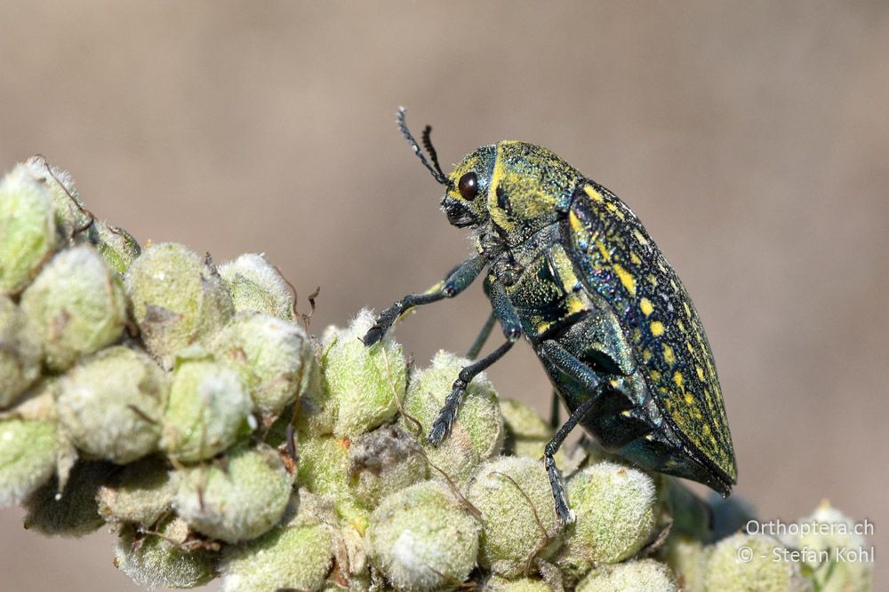 Prachtkäfer (Julodis ehrenbergii ?) ♀ - BG, Blagoevgrad, Ploski, 14.07.2018