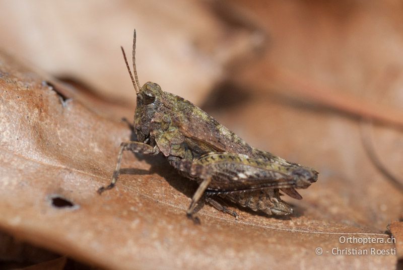 Tetrix undulata ♀ - CH, BE, Bickigen, 14.04.2010