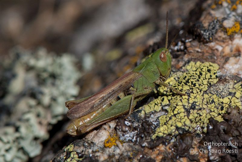 Chorthippus mollis ♀ - FR, Pyrénées-Orientales, Enveitg, 06.10.2010