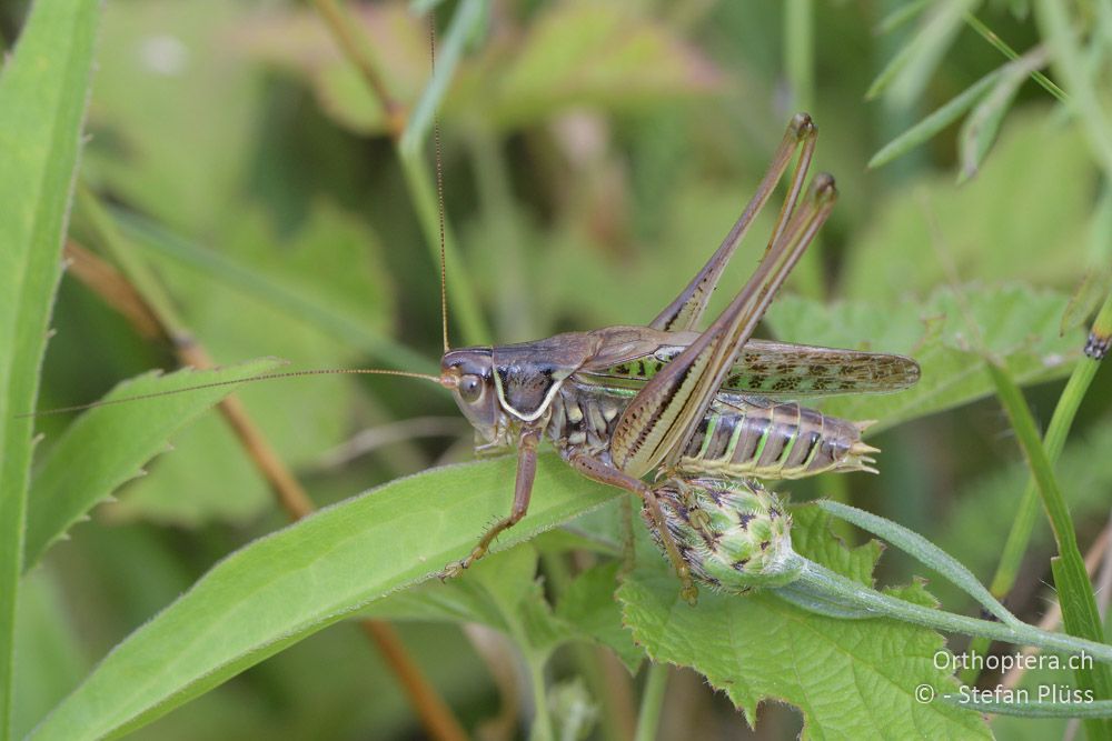 Gampsocleis glabra ♀ - AT, Niederösterreich, Ebergassing, 08.07.2018