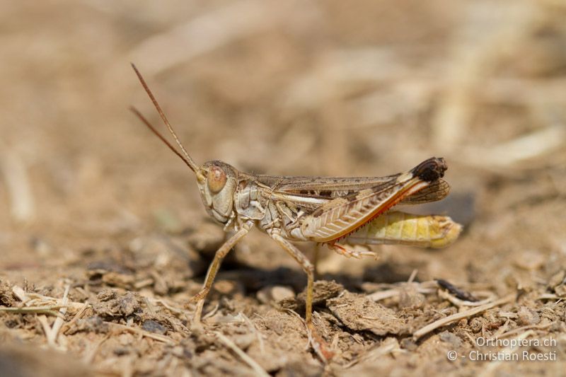 Dociostaurus brevicollis ♂ - GR, Thessalien, Meteora, 17.07.2012