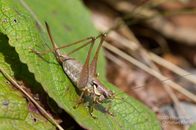 Antaxius pedestris ♀ - CH, TI, Monte Generoso,