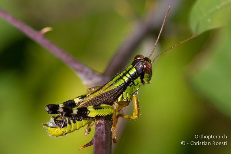 Miramella formosanta ♂ - CH, TI, Arzo, 02.09.2013