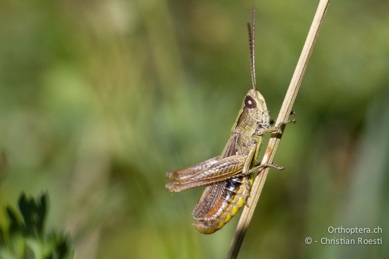 Chorthippus dorsatus ♂ - CH, TI, Coldrerio, 03.09.2013