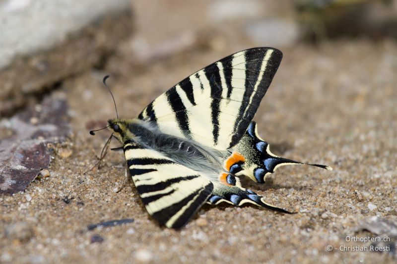 Segelfalter (Scarce Swallowtail, Iphiclides podalirius) bei der Aufnahme von Nährstoffen. An der Arda bei Stojanovo (Ardino), 22.04.2012