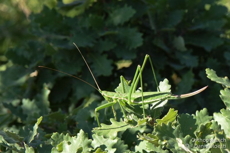 Saga pedo - AT, Niederösterreich, Eichkogel bei Mödling, 07.07.2018