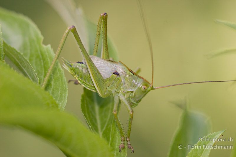 Larve von Tettigonia viridissima im letzten Larvenstadium (♂) - CH, SH, Siblinger Randen, 29.06.2008