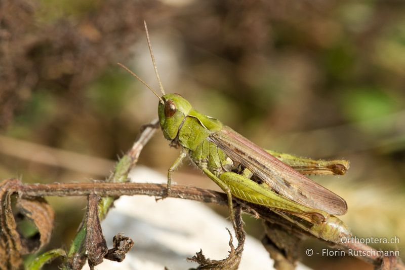 Chorthippus biguttulus ♀ - CH, AG, Untersiggenthal, 01.10.2011