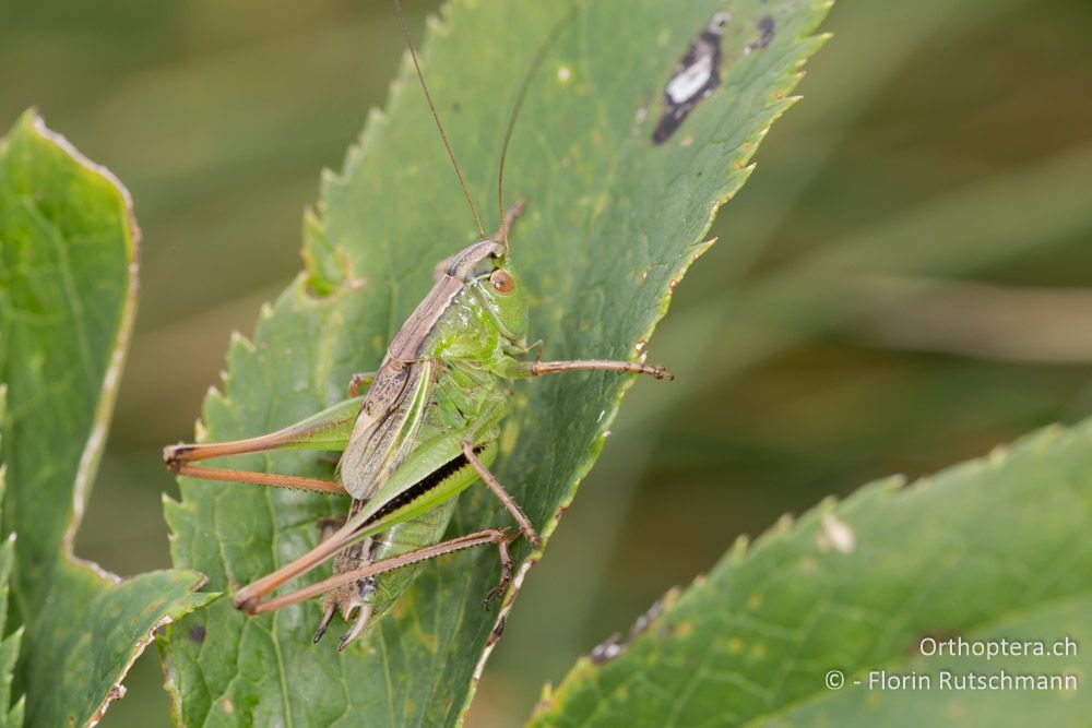 Istrische Beissschrecke (Metrioptera kuntzeni) - HR, Istrien, Brest, 26.07.2014