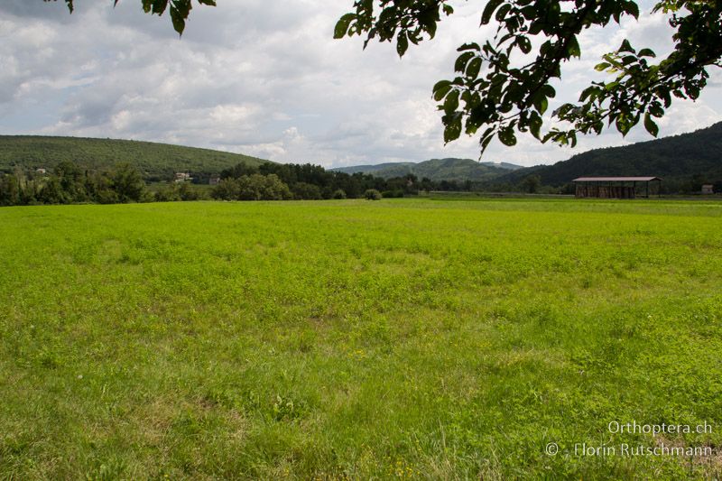 Lückige Kleegraswiese - HR, Istrien, Boljunsko Polje, 31.07.2014