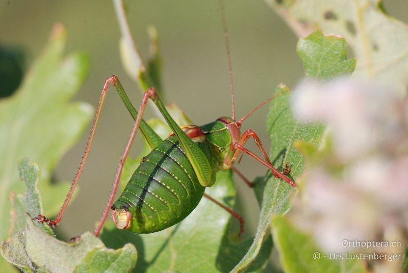 Barbitistes fischeri ♂ - FR, Ginasservis, 06.07.2014