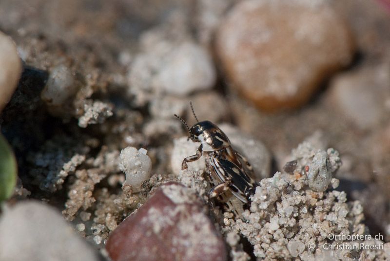 Xya variegata ♀ - AT, Burgenland, Apetlon, Rosaliakapelle, 30.06.2010