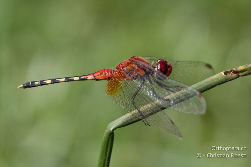 Diplacodes luminans, Barbet ♂ - SA, Limpopo, Mutale, Pafuri River Camp, 04.01.2015